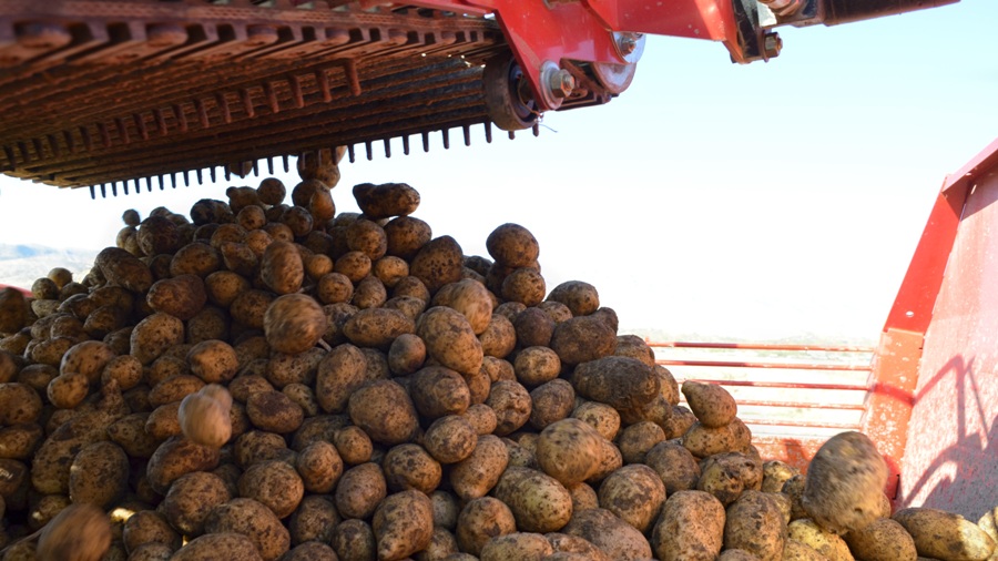 В стране создадут картофелеводческие кластеры и кооперации