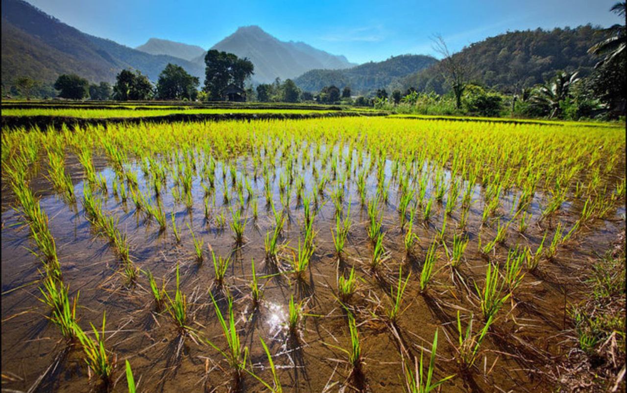 Выделение территорий для выращивания элитного риса – по конкурсу