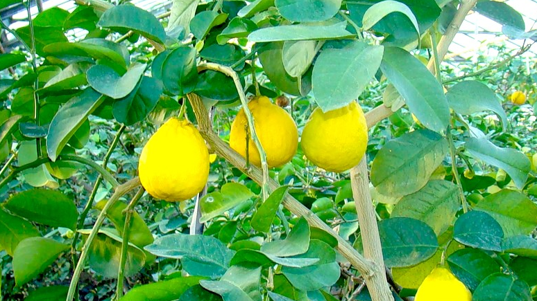 К 2025 г. Узбекистан выйдет на годовой уровень производства лимонов в 63,3 тыс. тонн