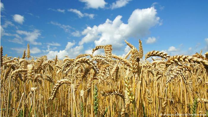 Производство и реализация зерна – по рыночным принципам