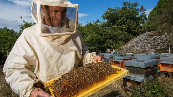 Пчеловодам выделят земли и дадут таможенные льготы