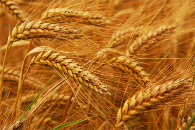 Утверждены закупочные цены на зерно для госресурсов