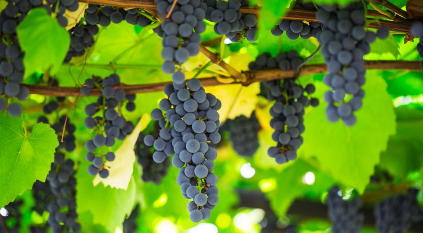 Внедряется система финансовой поддержки выращивания винограда