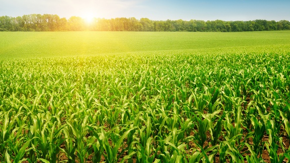 Посевы кукурузы увеличат