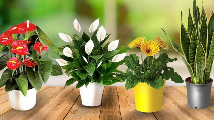 В Намангане ежегодно будет проводиться Международный фестиваль цветов