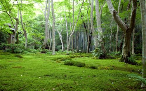 На восстановление лесных ландшафтов – $205,45 млн