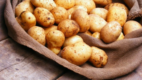 На закуп семенного картофеля – льготные кредиты