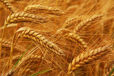 Утверждены закупочные цены на зерно для госресурсов