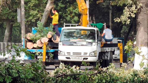 Упорядочена выдача заключений на рубку деревьев в Ташкенте