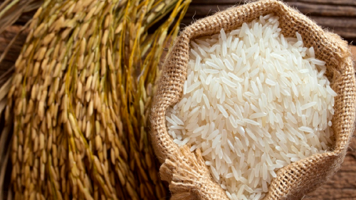 С 2020 года рис начнут выращивать в кластерах