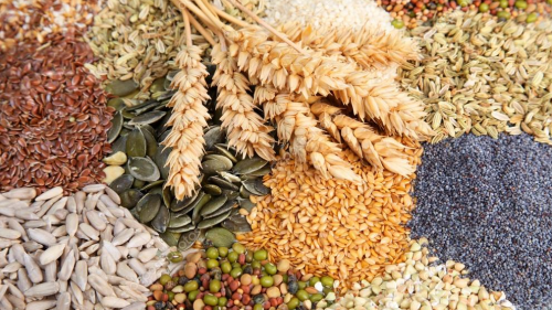 Экспорт семян – под национальным брендом «Uzbek seeds»