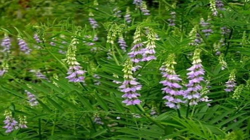 Qizilmiya plantatsiyasini tashkil etdingizmi – imtiyozlardan foydalaning Qizilmiya plantatsiyasini tashkil etdingizmi – imtiyozlardan foydalaning