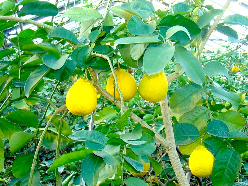Limonchilik sohasini qoʻllab-quvvatlash uchun - 5 mlrd soʻm