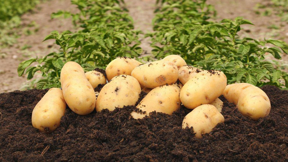 В Ташобласти появится картофелеводческий кластер