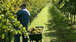 Razvitiye vinogradarstva profinansiruyet spetsialniy fond Razvitiye vinogradarstva profinansiruyet spetsialniy fond