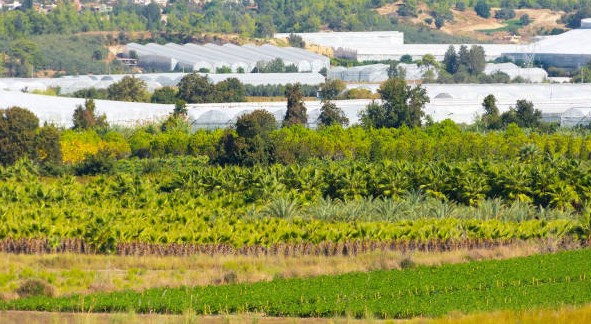 «Сурхон-Агро» эркин иқтисодий зонаси ташкил этилади