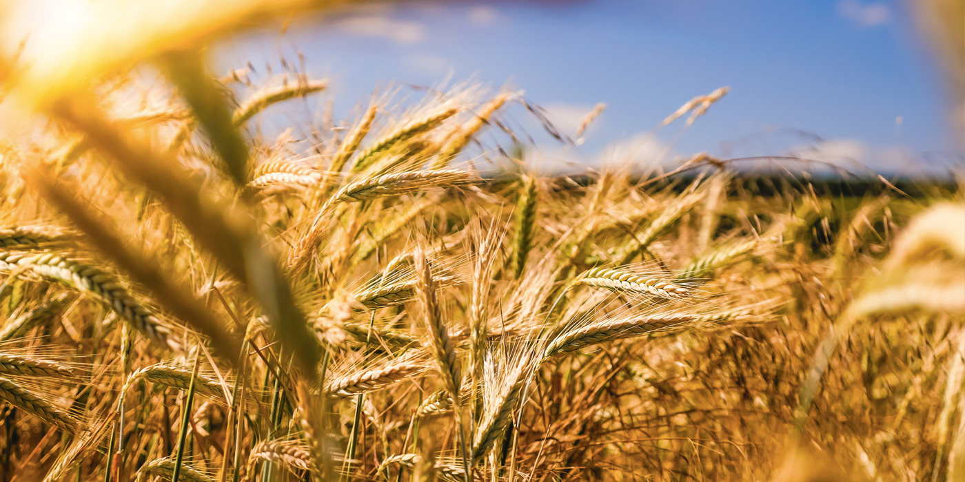 Давлат қишлоқ хўжалигида таваккалчиликлар учун масъулиятнинг бир қисмини ўз зиммасига олади