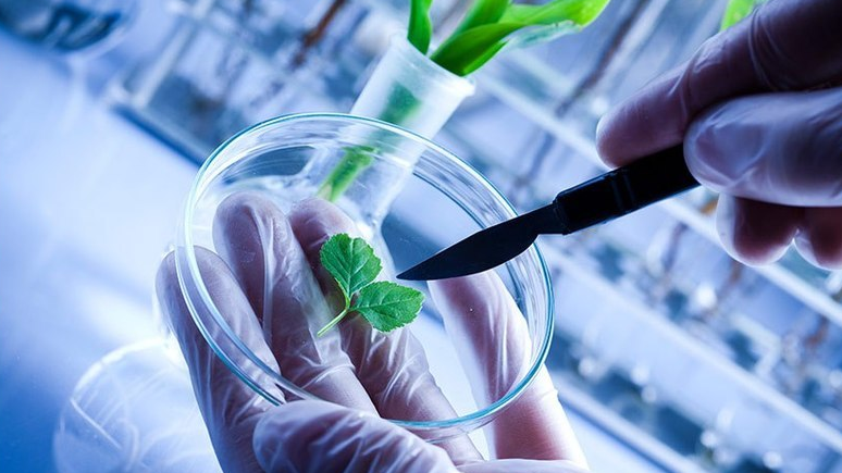 Planiruyetsya sozdaniye klinik rasteniy Planiruyetsya sozdaniye klinik rasteniy