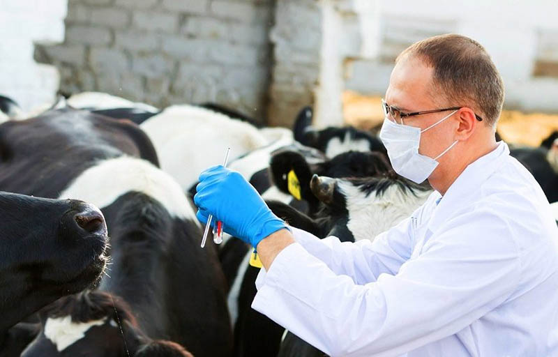 Veterinarniy kontrol za pogolovyem usilitsya Veterinarniy kontrol za pogolovyem usilitsya