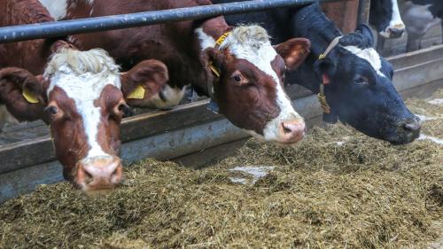 Субсидирование это простыми словами. Субсидии это в экономике. Производственный метод расчета ввп статистика. Субсидии импорта. Субсидирование на графике.