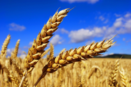 Зерно будут закупать по рыночным ценам