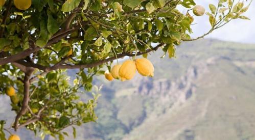 На разведение лимонных плантаций выделяются субсидии