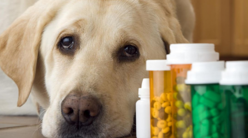 Какие лекарства безопасны для животных