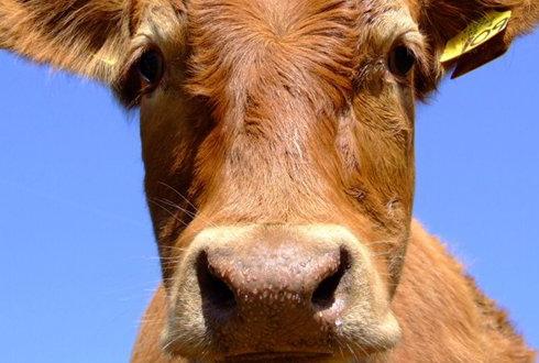 Определен порядок экспорта и импорта племенной продукции Определен порядок экспорта и импорта племенной продукции