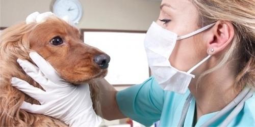 Ветеринарларга лицензия – ДХМ ёки ЯИДХП орқали