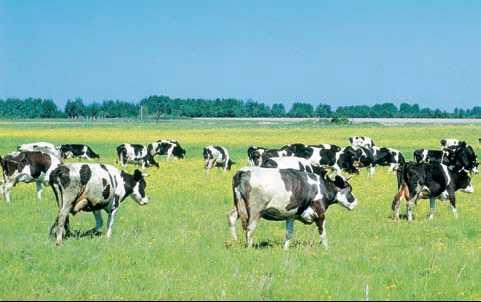 На развитие животноводства выделено 100 млн евро 