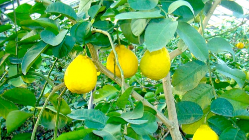 2025 йилга келиб Ўзбекистон йилига 63,3 минг тонна лимон етиштира бошлайди 