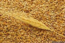 Установлены закупочные цены на зерно по госзаказу 