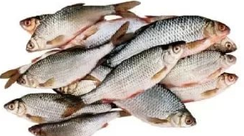 Цены на мясо и рыбу зафиксируют за счет госресурсов пшеницы Цены на мясо и рыбу зафиксируют за счет госресурсов пшеницы
