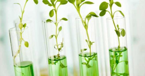 «In vitro» koʻchatlarini sotib olishga subsidiya ajratiladi