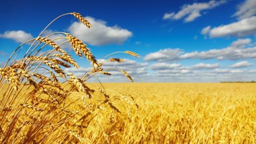 Утвержден порядок закупки и реализации пшеницы