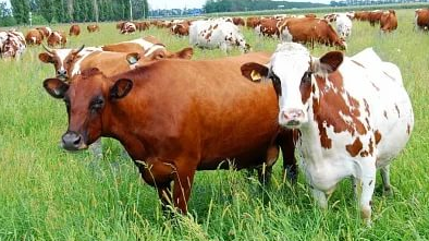 Viloyatlarda chorvachilikni rivojlantirish uchun 150 mln dollar jalb etiladi