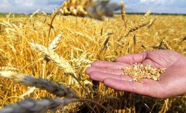 Установлены закупочные цены на зерно по госзаказу