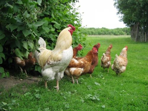 Повысились размеры субсидий за производство мяса птицы 