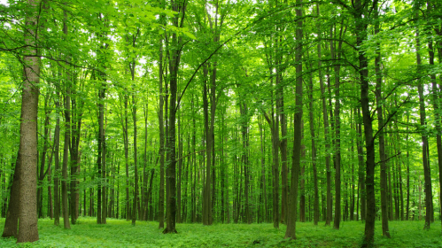 Скорректирован порядок охраны, разведения и использования лесного фонда