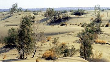 «Qoraqalpoq-agro» EIZ qanday faoliyatni amalga oshiradi