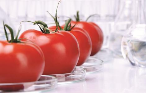 Produksiya s GMO budet proхodit ekspertizu Produksiya s GMO budet proхodit ekspertizu