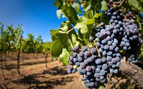На развитие виноградарства – дополнительные субсидии