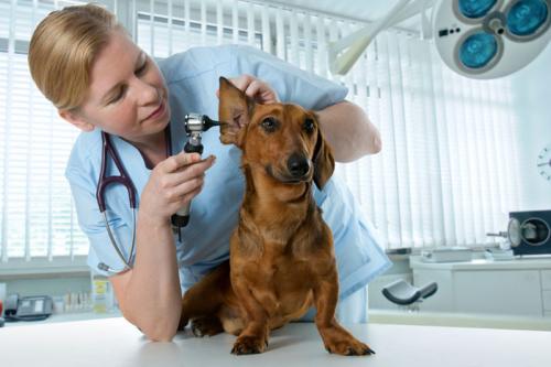 Ветеринары будут повышать квалификацию каждые пять лет