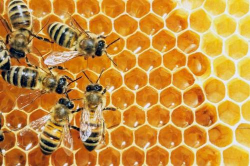 Как поддержат отрасль пчеловодства