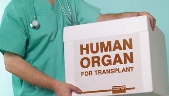 Вступил в силу Закон «О трансплантации органов и тканей человека»