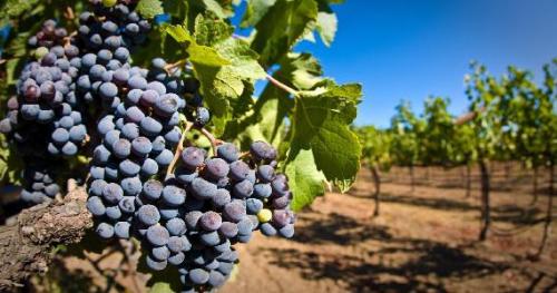  Реорганизована система управления виноградарством и виноделием 