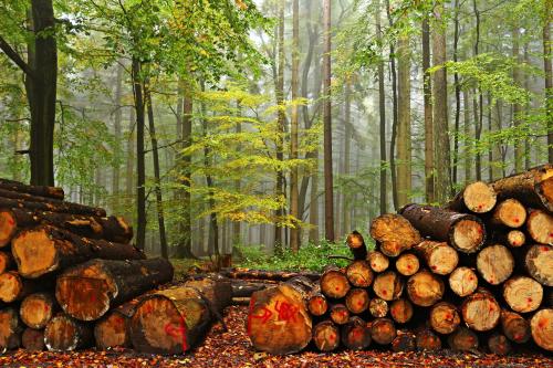 Увеличены штрафы за незаконную вырубку деревьев и кустарников