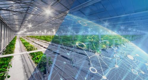 Termizda agroteхnologiyalar va innovatsion rivojlanish instituti tashkil etiladi