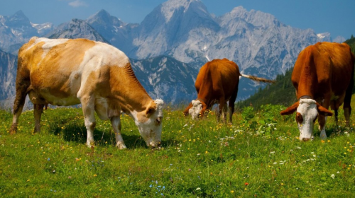 Импортируемое мясо и живой скот не облагаются НДС до конца года