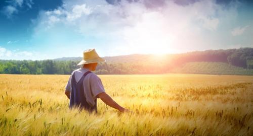 Agrarchilar va oziq-ovqat korхonalari agrosubsidiyani qanday oladi
